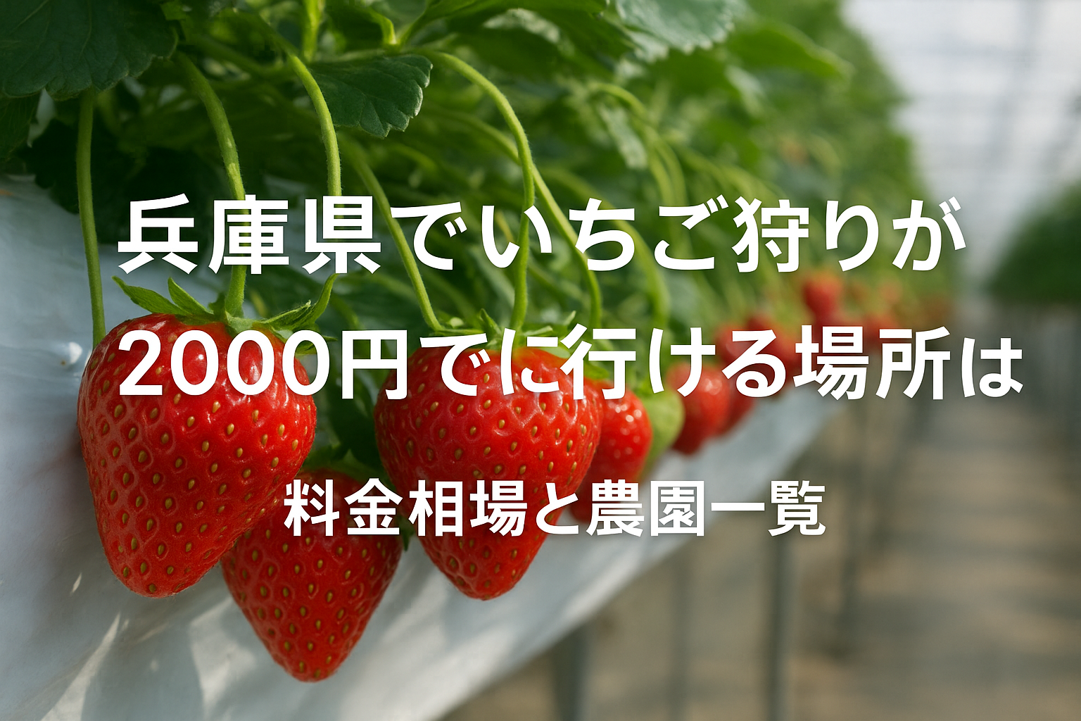 兵庫県でいちご狩りが2000円で行ける場所は？料金相場と農園一覧