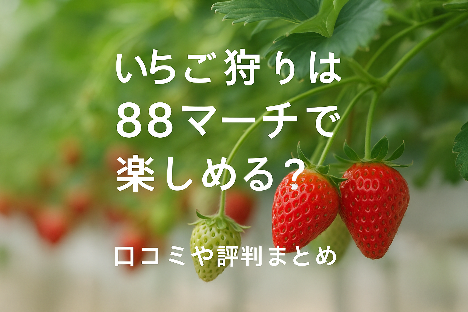 いちご狩りは88マーチで楽しめる？口コミや評判まとめ