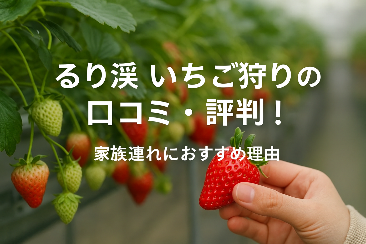 るり渓 いちご狩りの口コミ・評判！家族連れにおすすめ理由