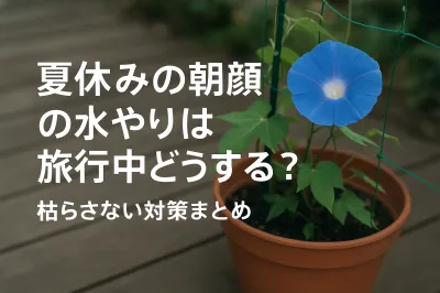 夏休みの朝顔の水やりは旅行中どうする？枯らさない対策まとめ