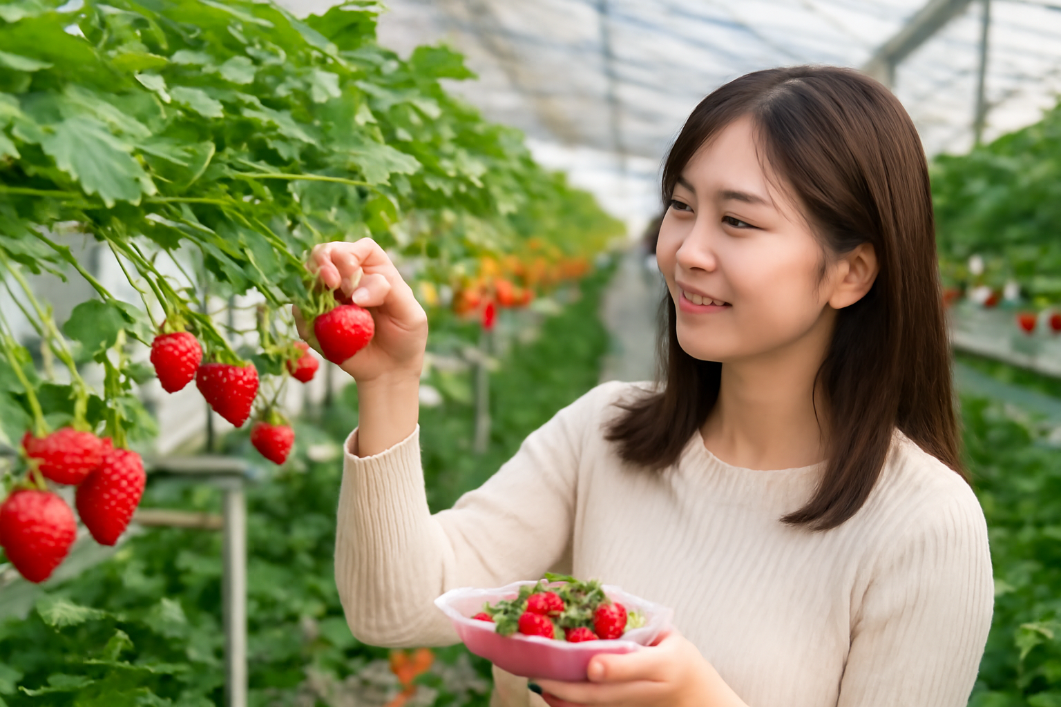 なぜ「いちご狩り×ソラトス」が選ばれているの？